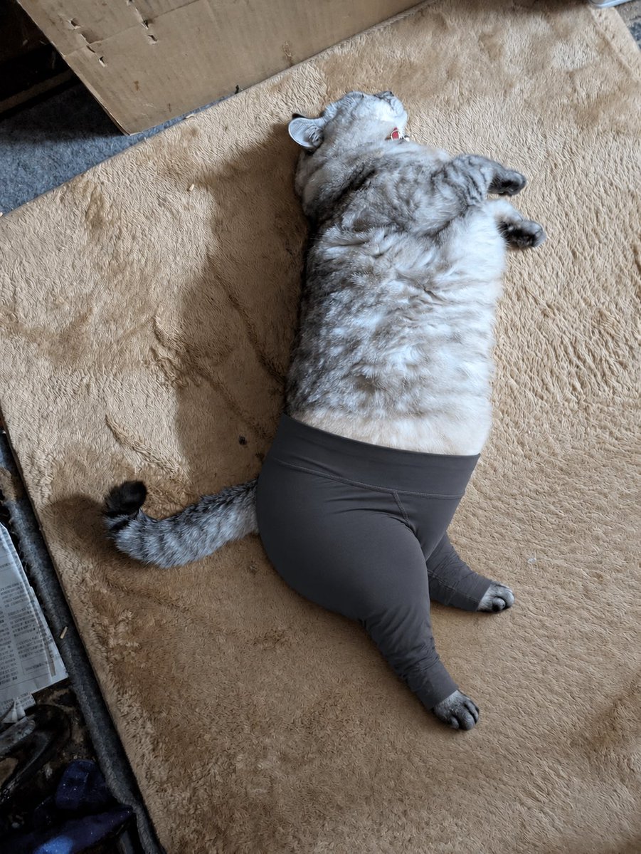 Kucing Memakai Celana Yoga